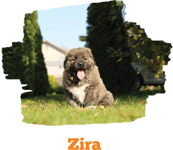 Zira